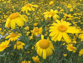 Close-up of yellow flower blooming in field