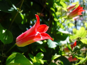 Close-up of red rose flower