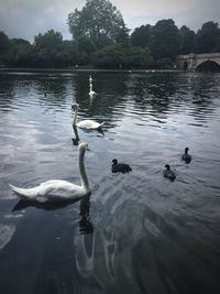 Swans swimming in lake against sky