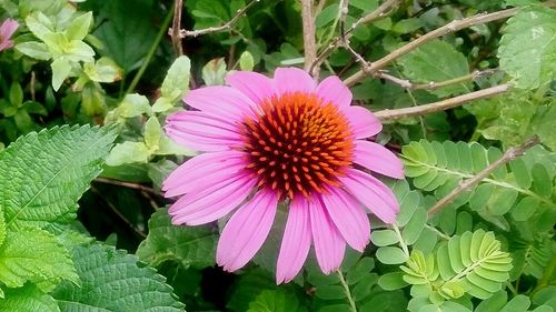 Close-up of pink flower