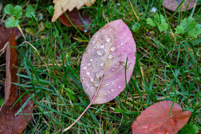 Close-up of raindrops on leaves