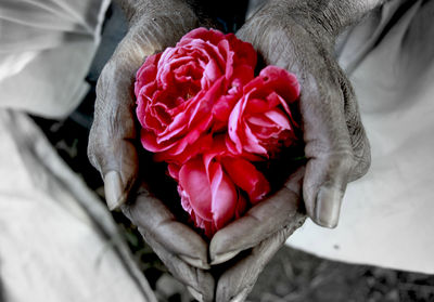 Close-up of pink rose