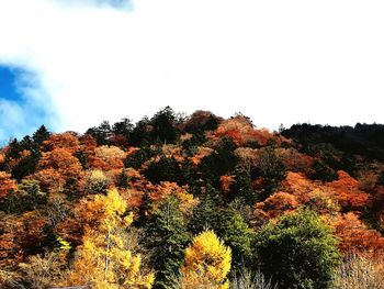 Low angle view of trees against sky during autumn