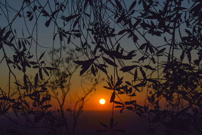 Low angle view of silhouette tree against sky during sunset