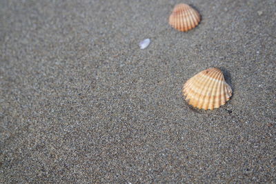 Close-up of seashell on sand at beach