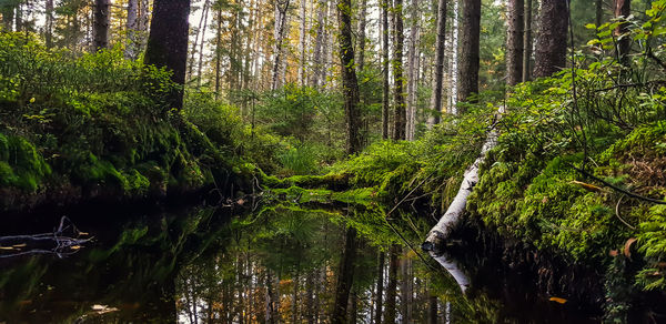 Scenic view of stream amidst trees in forest