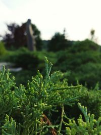 Close-up of fresh green plant