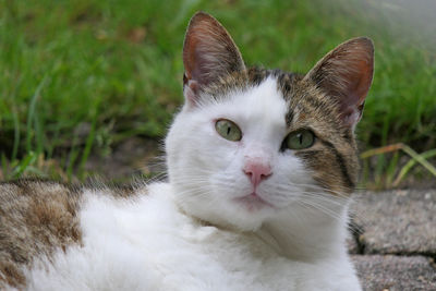 Close-up portrait of a cat