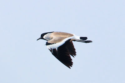 Low angle view of bird flying against clear sky