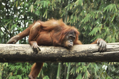 Monkey sitting on a tree trunk