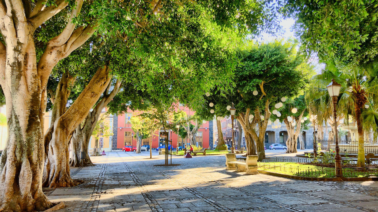 TREES IN PARK