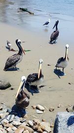 Flock of birds on beach