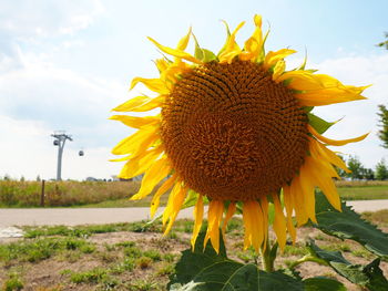 Close-up of sunflower on field against sky