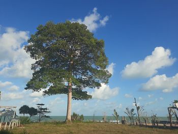 Trees on field against sky