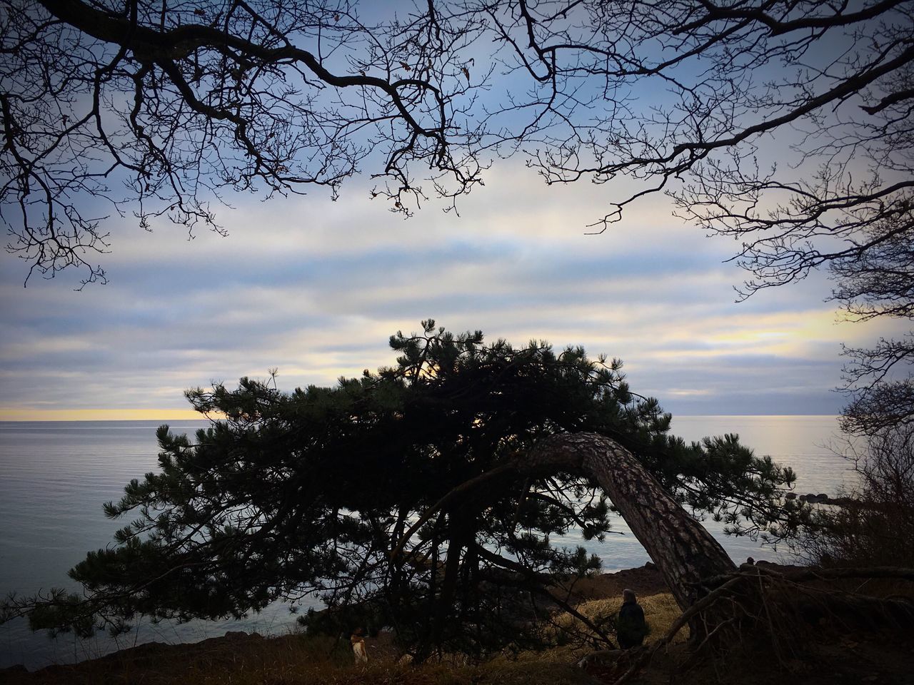 tree, sky, sunset, nature, no people, beauty in nature, outdoors, cloud - sky, sea, scenics, growth, branch, tranquility, day