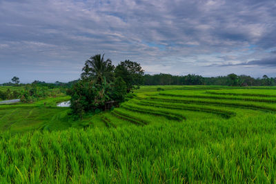 Scenic view of agricultural field against sky