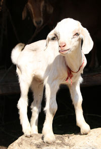 White kid goat standing on rock