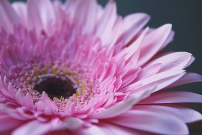 Close-up of pink flower