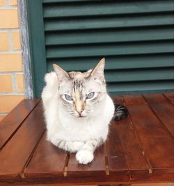 Portrait of cat sitting by window