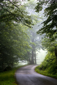 Road amidst trees in forest