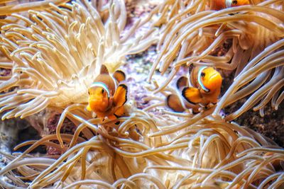 View of fish in sea