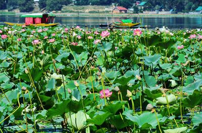 Pink lotus water lilies blooming in lake on sunny day