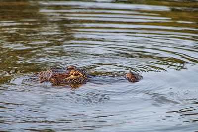 Duck swimming in lake