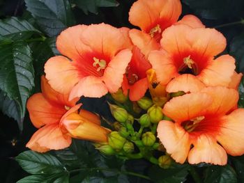 Close-up of orange flowering plant