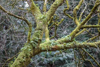 Close-up of bare tree