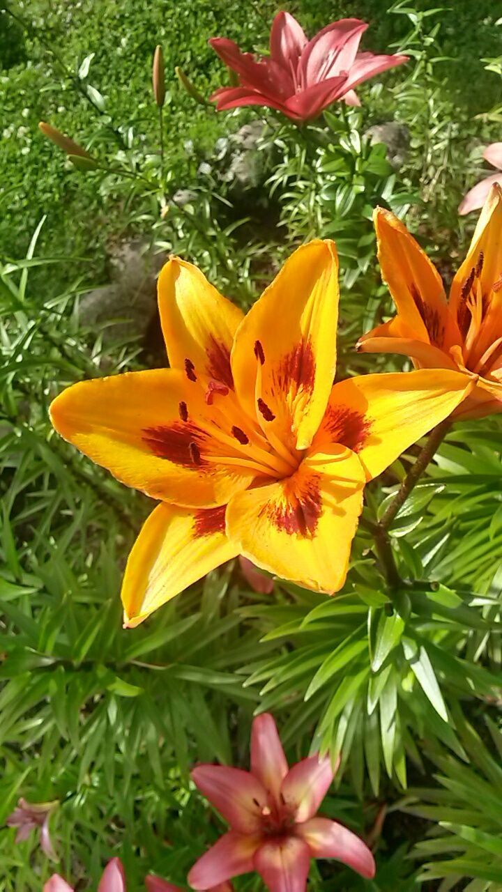 flower, petal, freshness, flower head, fragility, growth, beauty in nature, yellow, blooming, nature, high angle view, close-up, plant, pollen, leaf, stamen, in bloom, focus on foreground, day, park - man made space