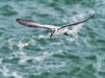 Bird flying over sea