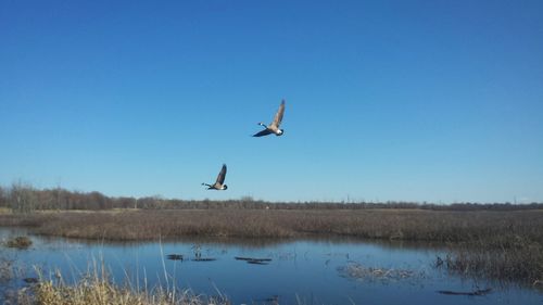 Bird flying over landscape against clear blue sky