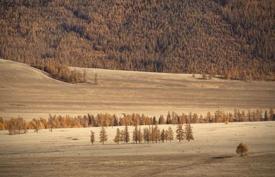 Scenic view of field