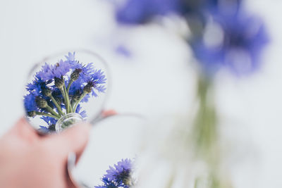 Close-up of hand holding flower against blurred background