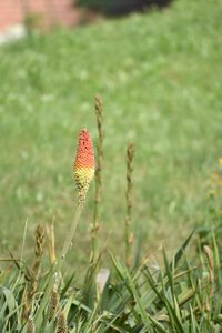 Close-up of fresh red flower on field