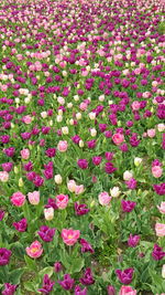 Full frame shot of pink flowers blooming in field