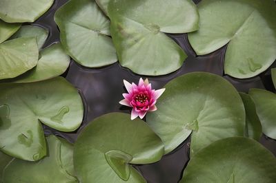 High angle view of pink lotus water lily blooming in pond