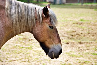 horse