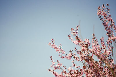 Low angle view of pink flowers