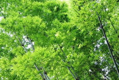 Low angle view of trees in the forest