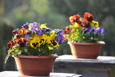 Close-up of potted flowers on table