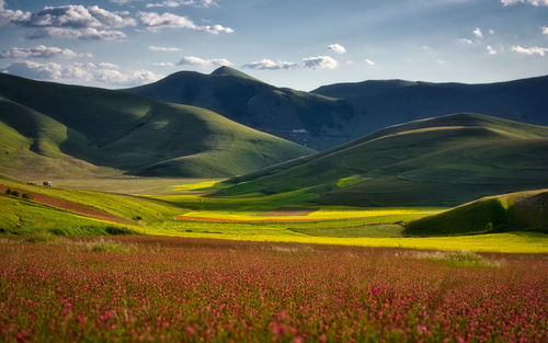 Scenic view of grassy field against sky