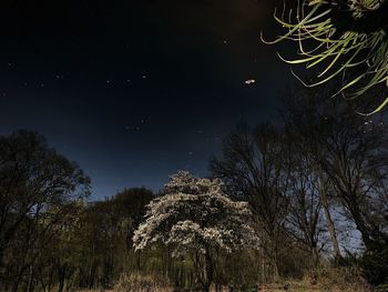 Low angle view of trees against sky at night