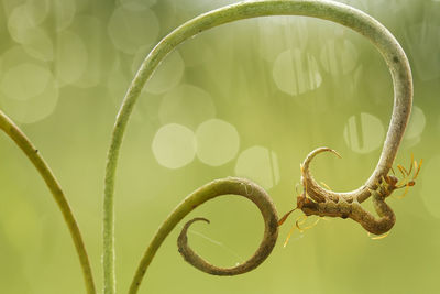 Caterpillar on leaf of nephentest