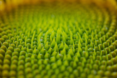 Detail shot of green leaf