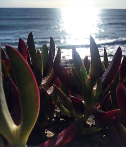 Close-up of plant growing in sea