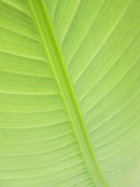 Green leaf texture