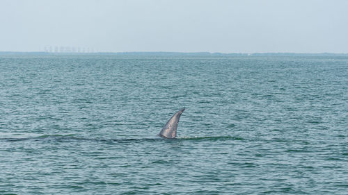 View of swimming in sea