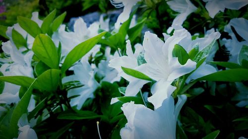 Close-up of white flowers blooming outdoors