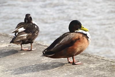 Birds on the beach